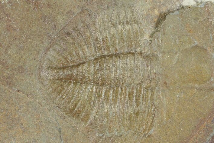 Partial Ogyginus Cordensis - Classic British Trilobite #103114